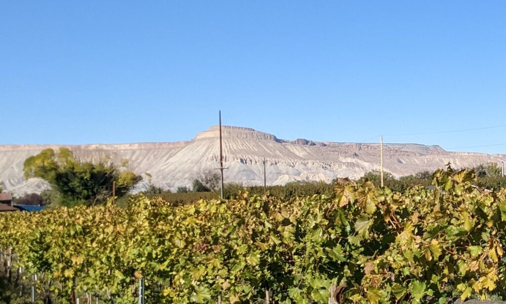 Mount Garfield over a vineyard